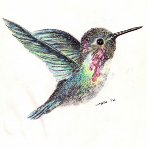 Kolibri / Colibri (1992, tus-grafit,  16 cm x 16 cm)
